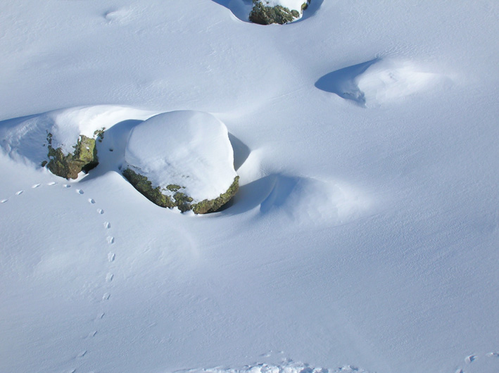 Cercando la neve.