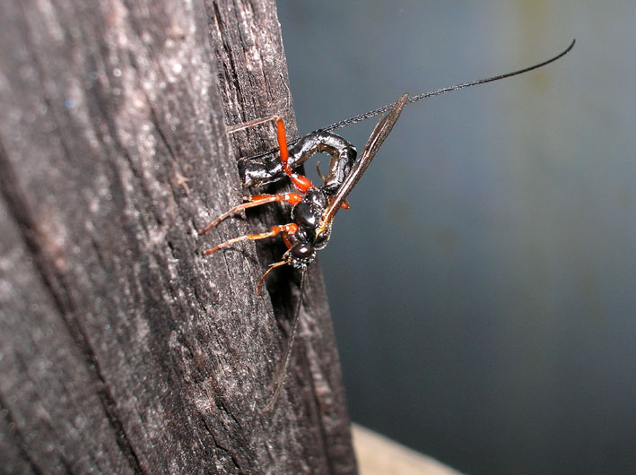 Ichneumonidae: Ephialtes manifestator