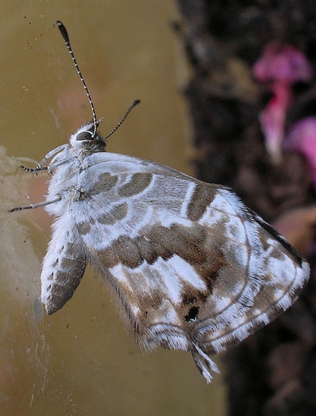 Cacyreus marshalli