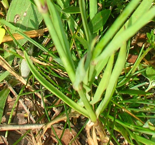Dianthus seguieri / Garofano di Sguier