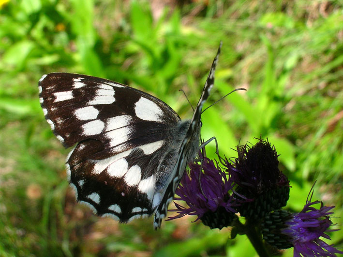 Melanargia galathea