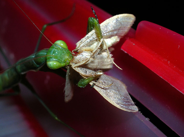 mantide religiosa
