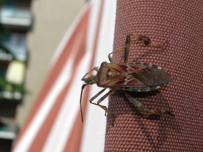 So chi  ma.... - Leptoglossus occidentalis