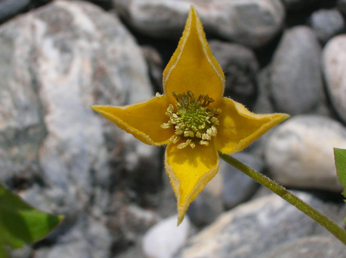 Clematis tangutica (pianta coltivata)