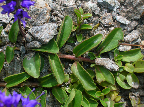 Veronica allionii / Veronica di Allioni