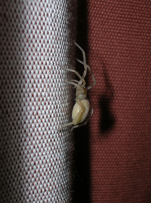 Cheiracanthium sp.