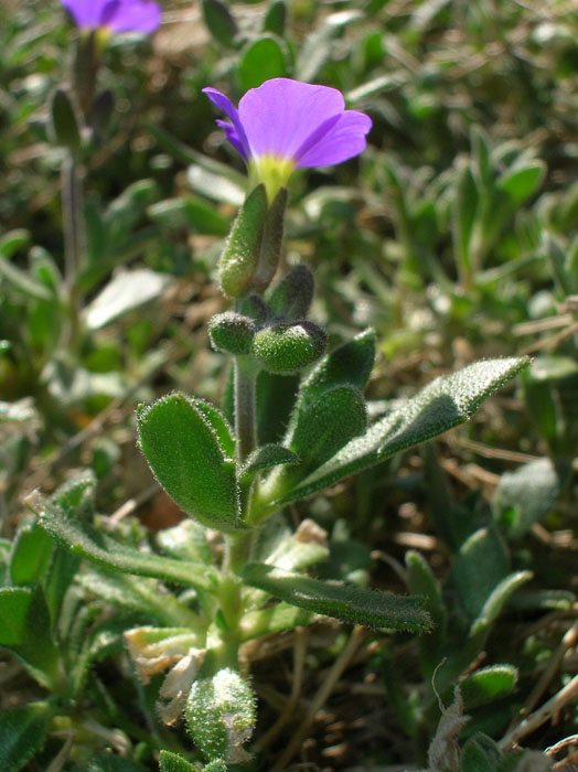 Aubrieta cfr. deltoidea (coltivata)