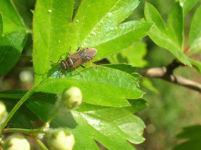 Arocatus melanocephalus (Heteroptera, Lygaeidae)