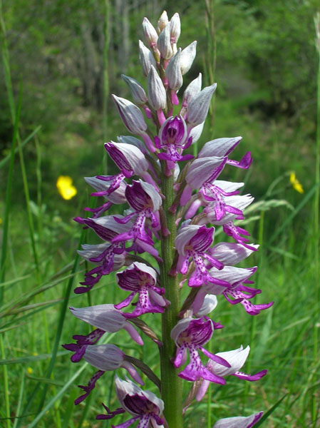 Orchis militaris