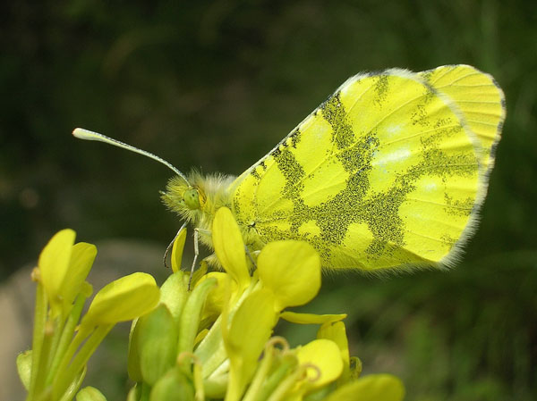 Anthocharis euphenoides in Val di Susa (Lep., Pieridae)