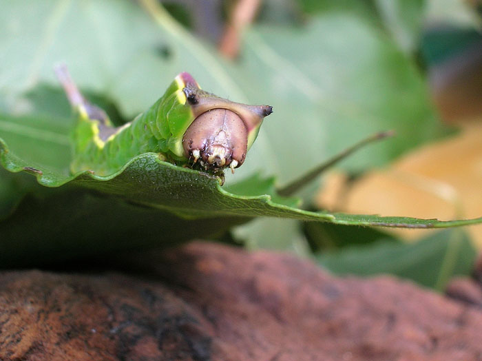 Cerura vinula