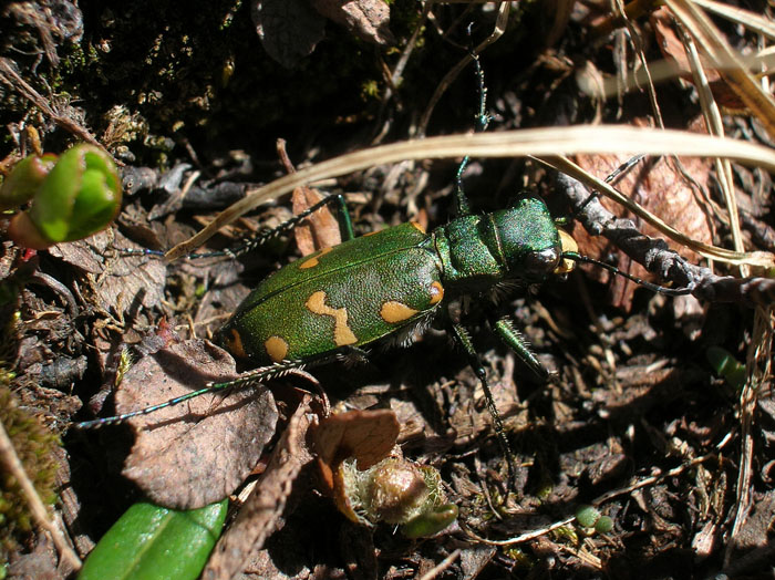 Carabide...Cicindela gallica