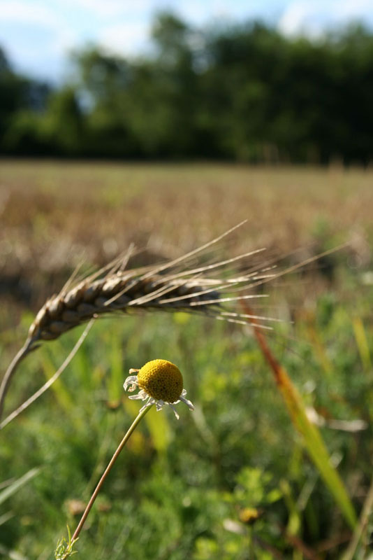 Canon EOS 350d, prime foto