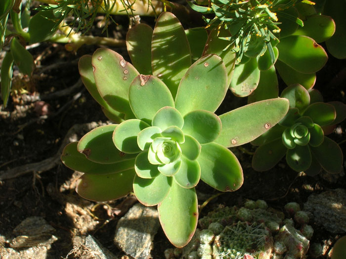 Hylotelephium anacampseros / Borracina anacampsero