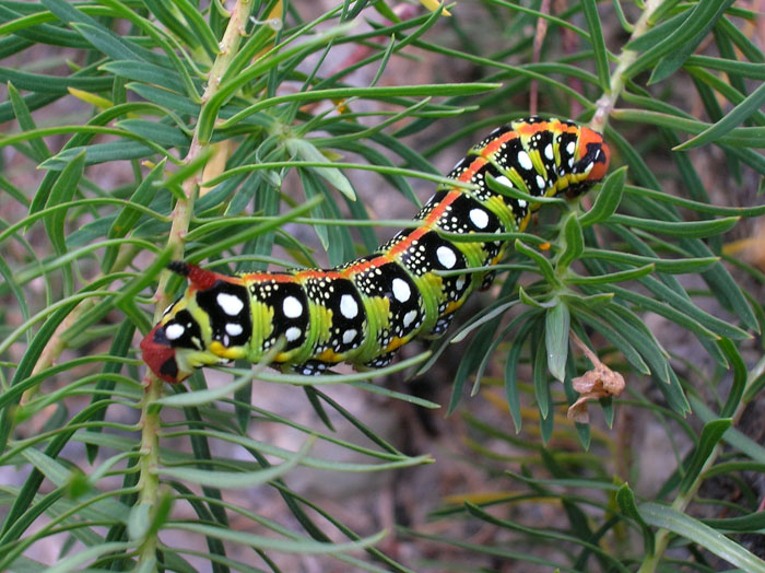 Hyles euphorbiae