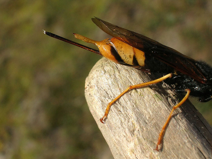 Urocerus gigas femmina e deposizione