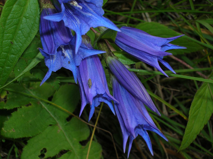 Gentiana asclepiadea / Asclepiade