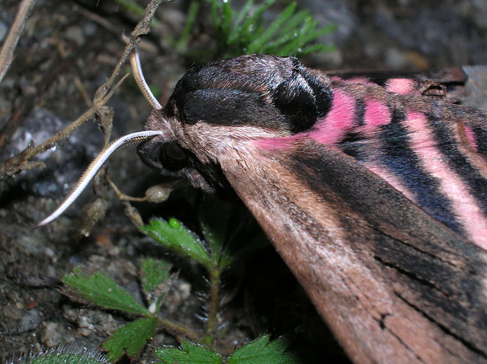 Sphinx ligustri