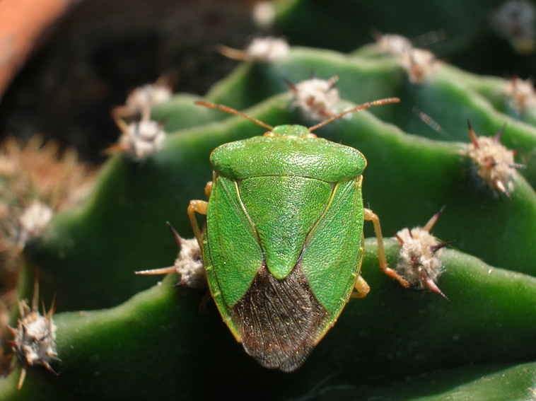 Palomena prasina