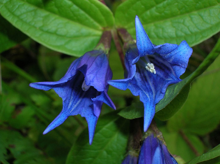 Gentiana asclepiadea / Asclepiade