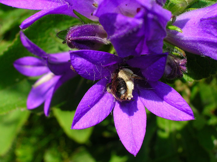 Campanula glomerata / Campanula a mazzetto
