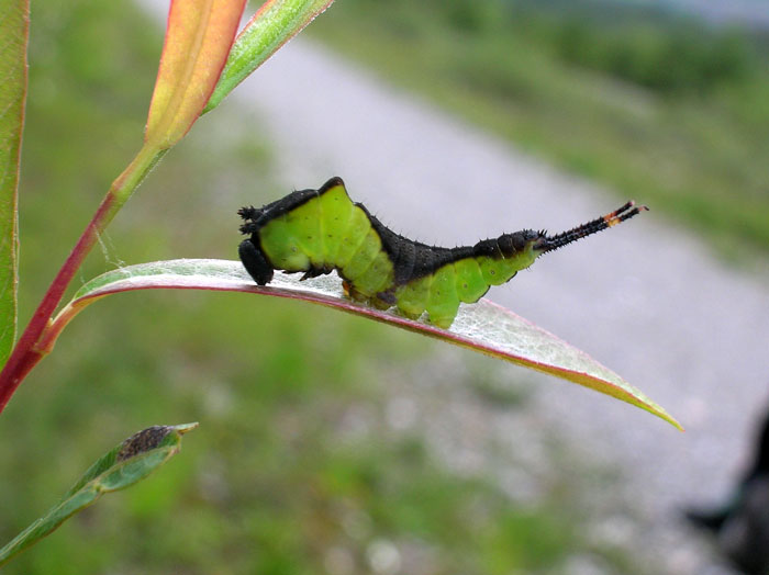 Cerura vinula