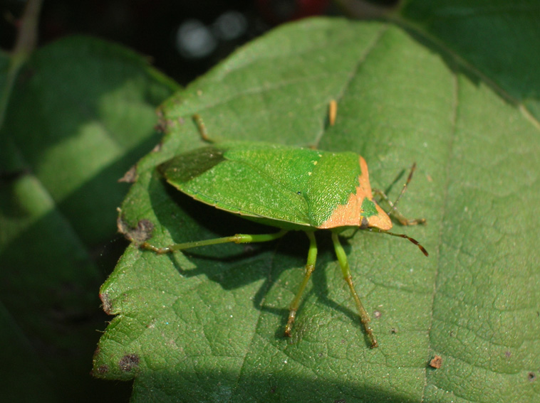 Nezara viridula
