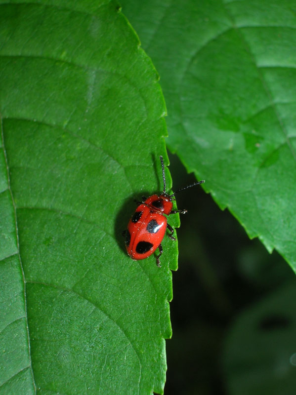 Endomychus coccineus