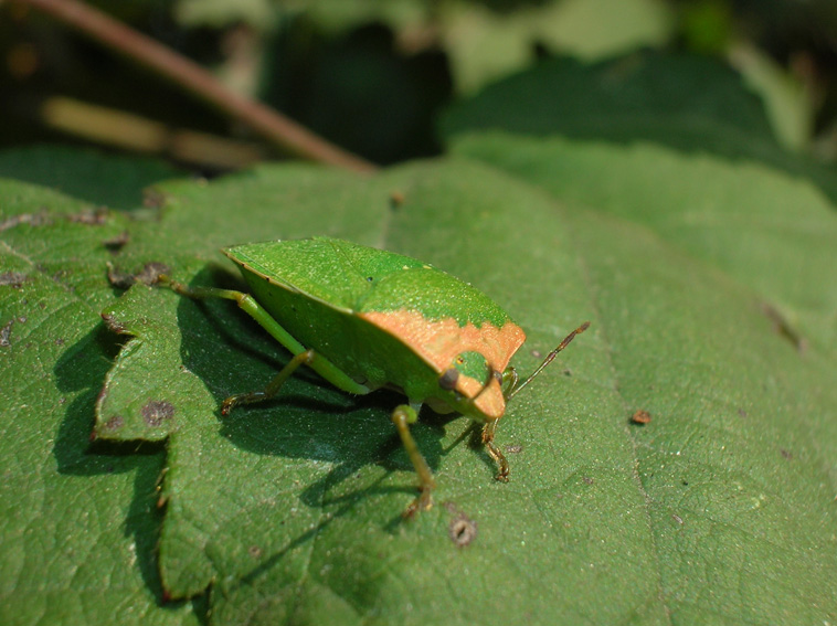 Nezara viridula