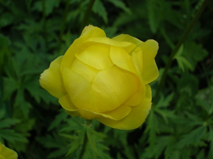 Trollius europaeus / Botton d''oro, Trollio