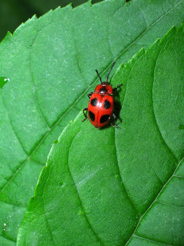 Endomychus coccineus