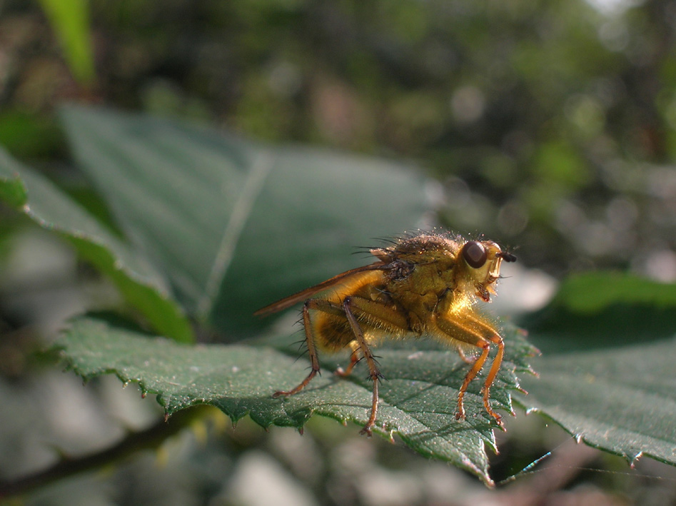 Scathophaga stercoraria