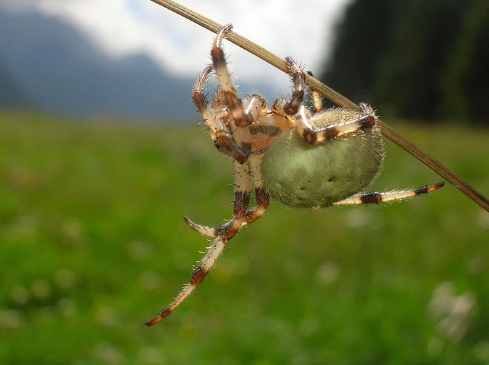 Araneus quadratus con preda e ditteri scrocconi