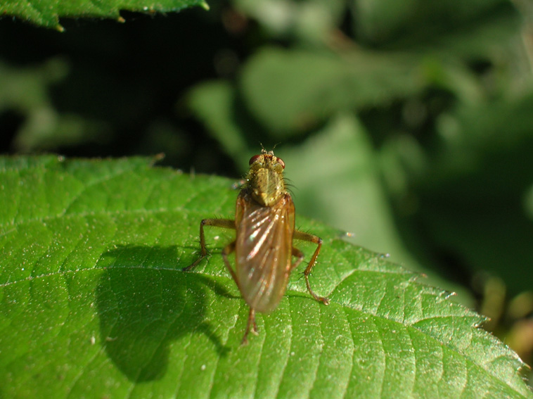Scathophaga stercoraria