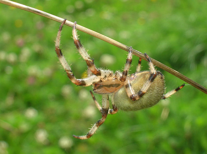 Araneus quadratus con preda e ditteri scrocconi