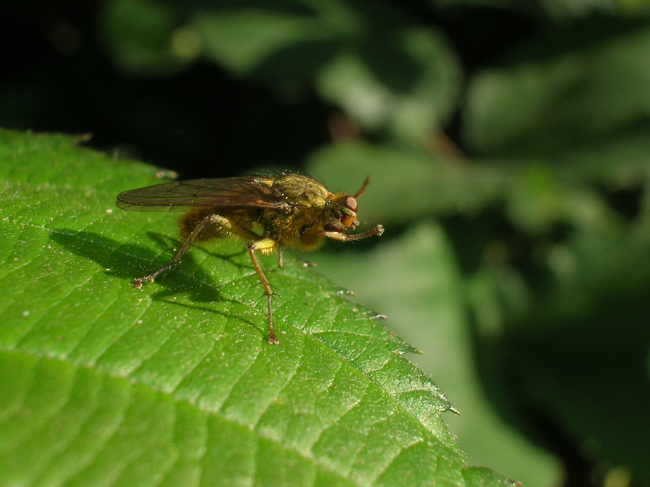 Scathophaga stercoraria