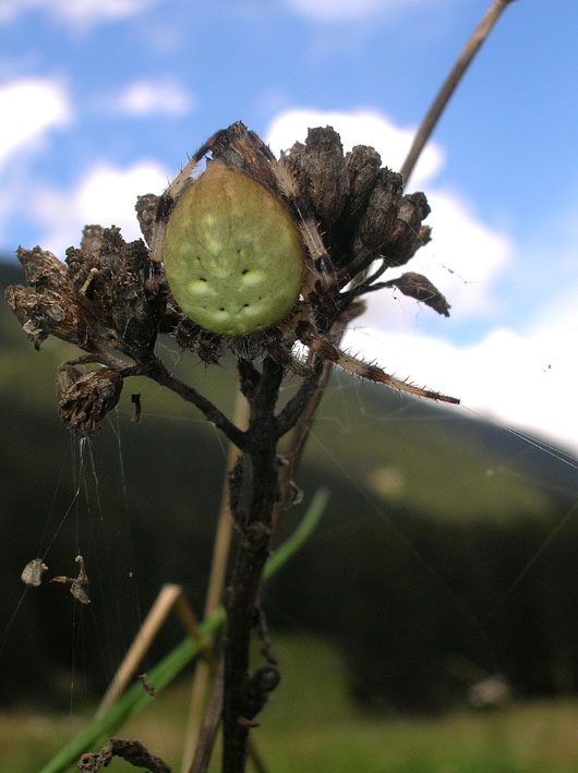 Araneus quadratus con preda e ditteri scrocconi