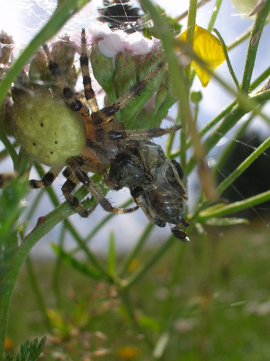 Araneus quadratus con preda e ditteri scrocconi