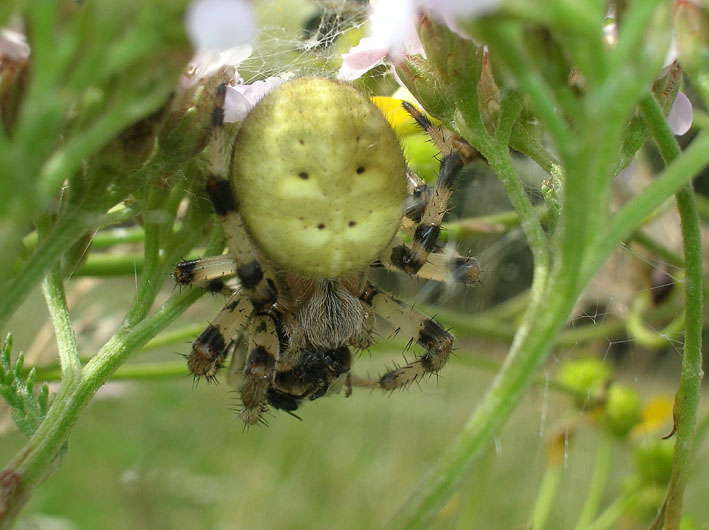 Araneus quadratus con preda e ditteri scrocconi