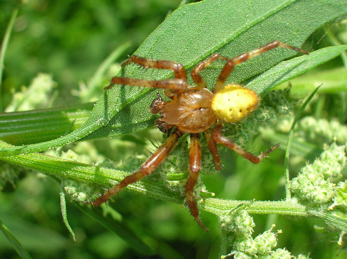 Araneus quadratus con preda e ditteri scrocconi