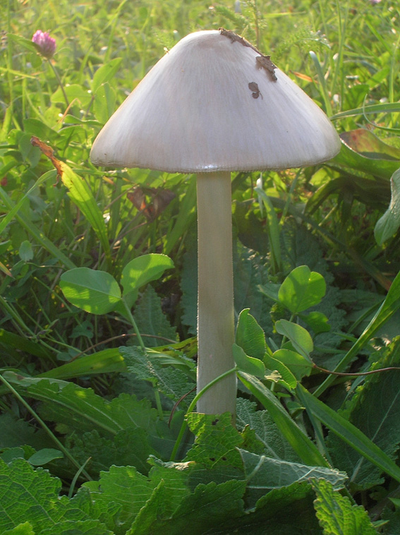 Fungo al parco