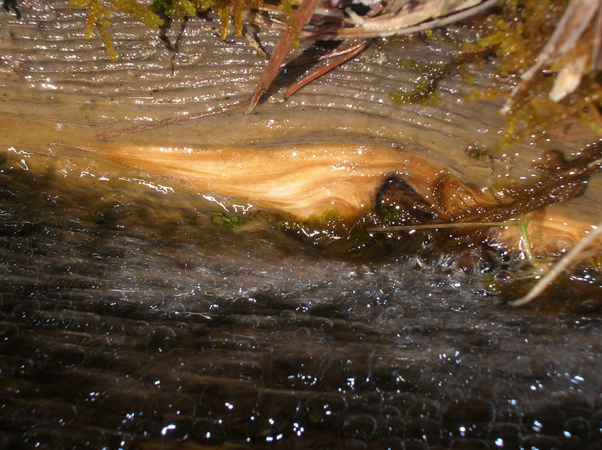 Il movimento dell''acqua