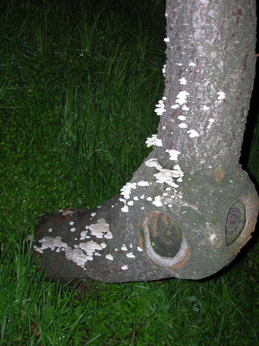 Funghi da parcheggio - (Schizopyllum commune)