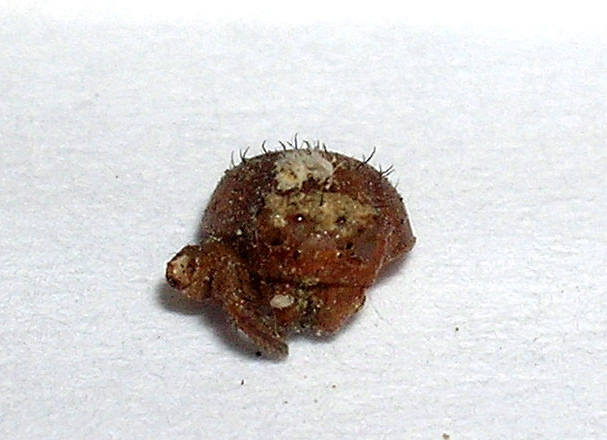 Capsule di Sceliphron e larva di Dermestidae