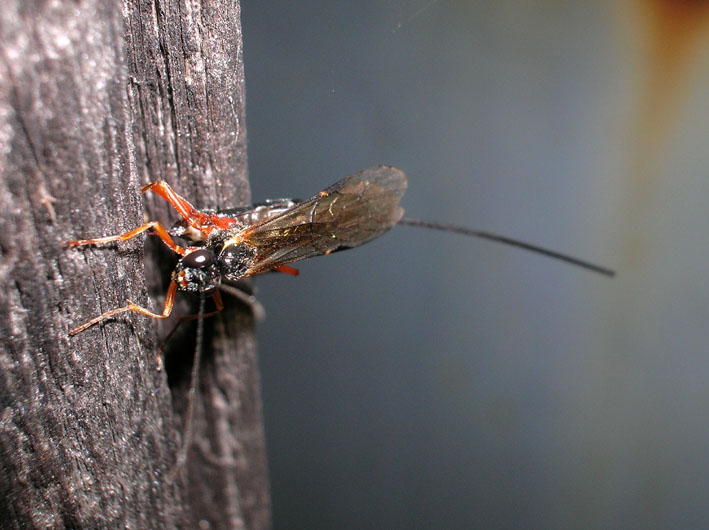 Ichneumonidae: Ephialtes manifestator