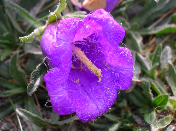 Campanula alpestris / Campanula occidentale