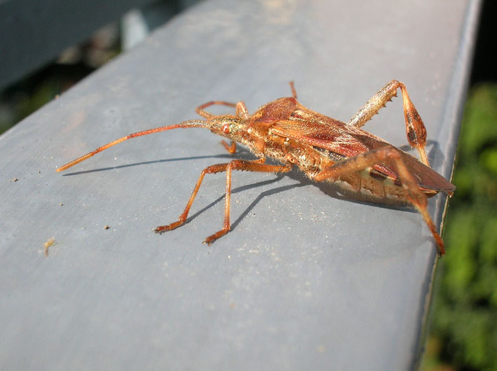 So chi  ma.... - Leptoglossus occidentalis