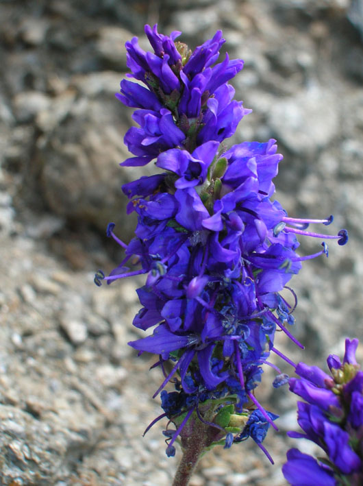 Veronica allionii / Veronica di Allioni