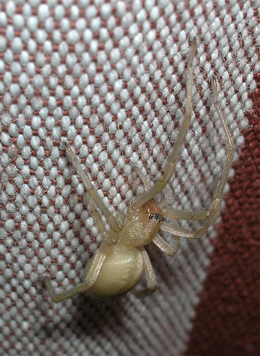 Cheiracanthium sp.
