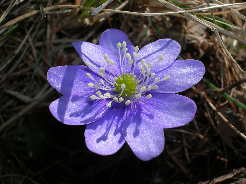 Hepatica nobilis / Erba trinit